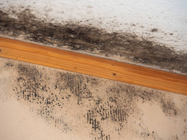 Best Commercial Mold Inspection  in Syracuse, NE