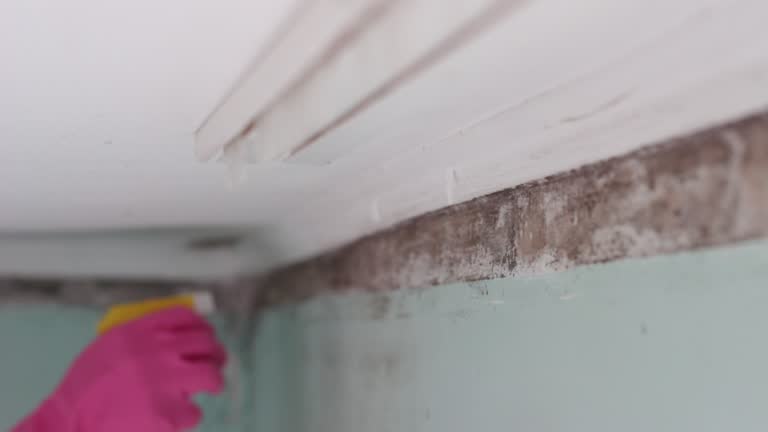 Mold Documentation for Insurance Claims in Syracuse, NE